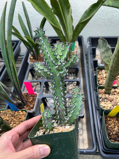 Cactus Petraea S. Carter (R-Y) | Around 7~8Inch tall