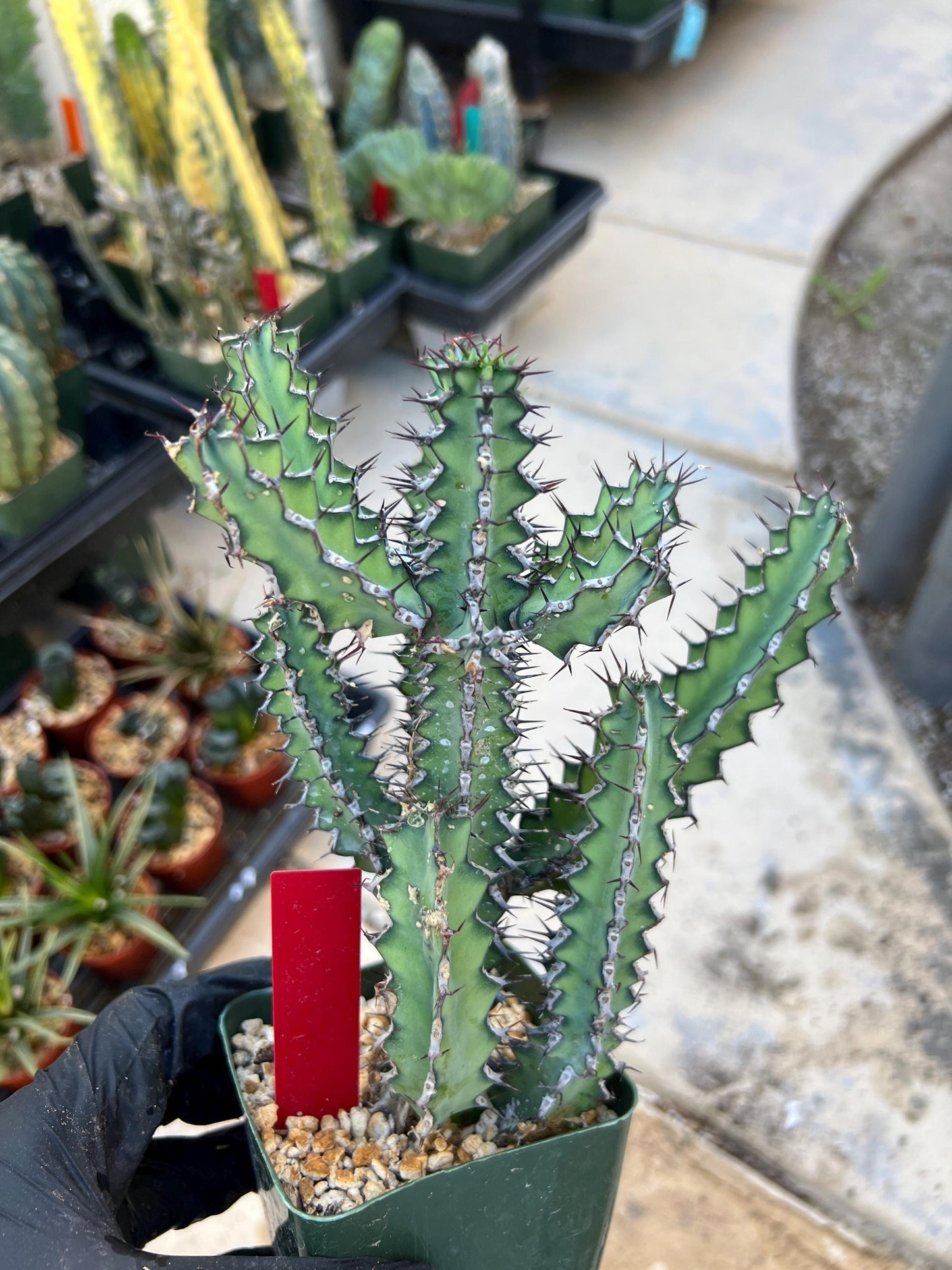 Euphorb petraea Carter (Red) | 4" Pots