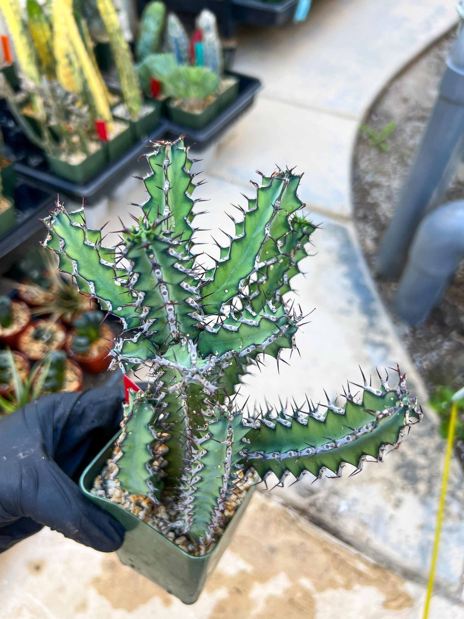 Euphorb petraea Carter (Red) | 4" Pots