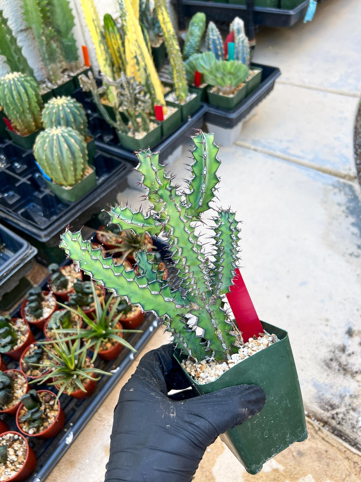 Euphorb petraea Carter (Red) | 4" Pots