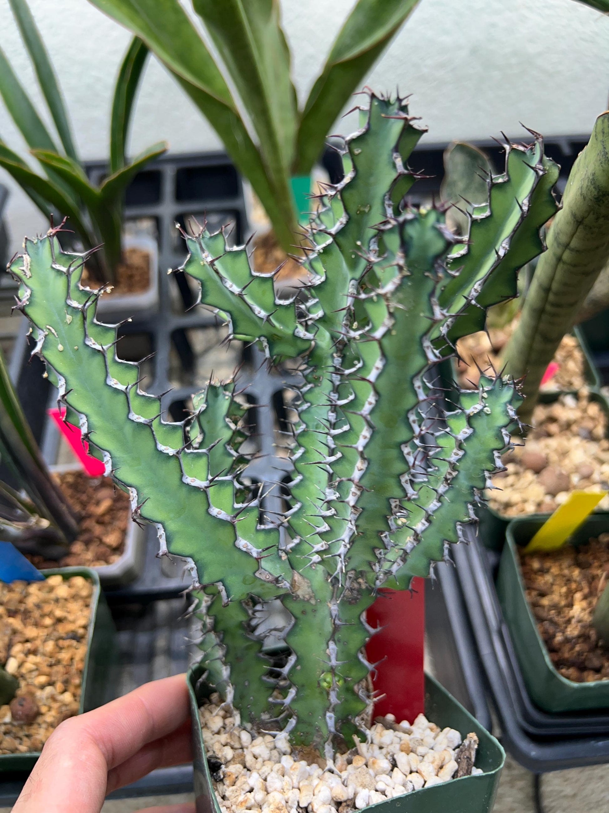 Euphorb petraea Carter (Red) | 4" Pots