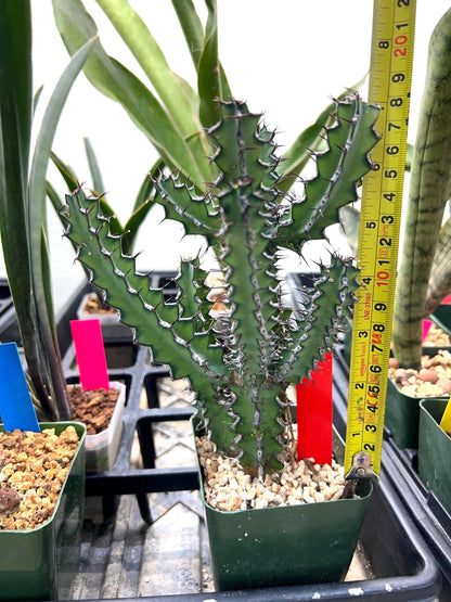 Euphorb petraea Carter (Red) | 4" Pots