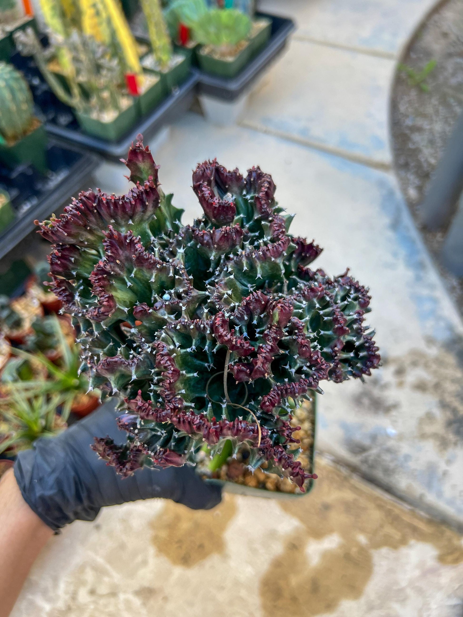 Lactea Crested Grafted Purple/Green | Imported | Mermaid Fin Plant