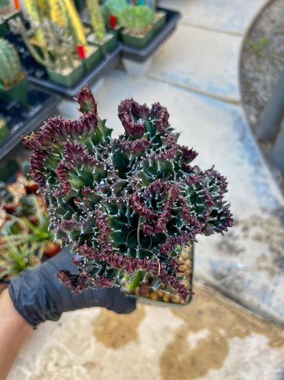 Lactea Crested Grafted Purple/Green | Imported | Mermaid Fin Plant