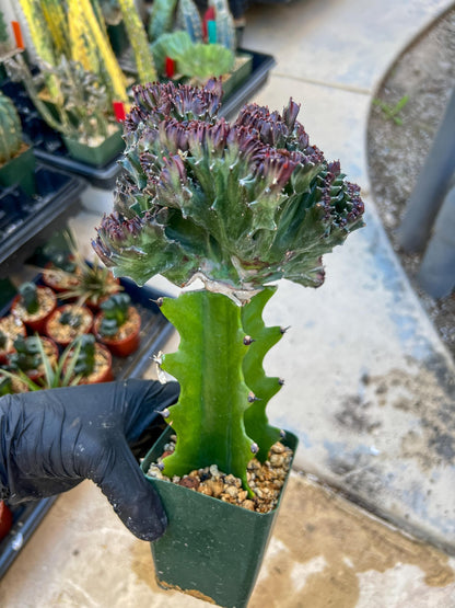 Lactea Crested Grafted Purple/Green | Imported | Mermaid Fin Plant