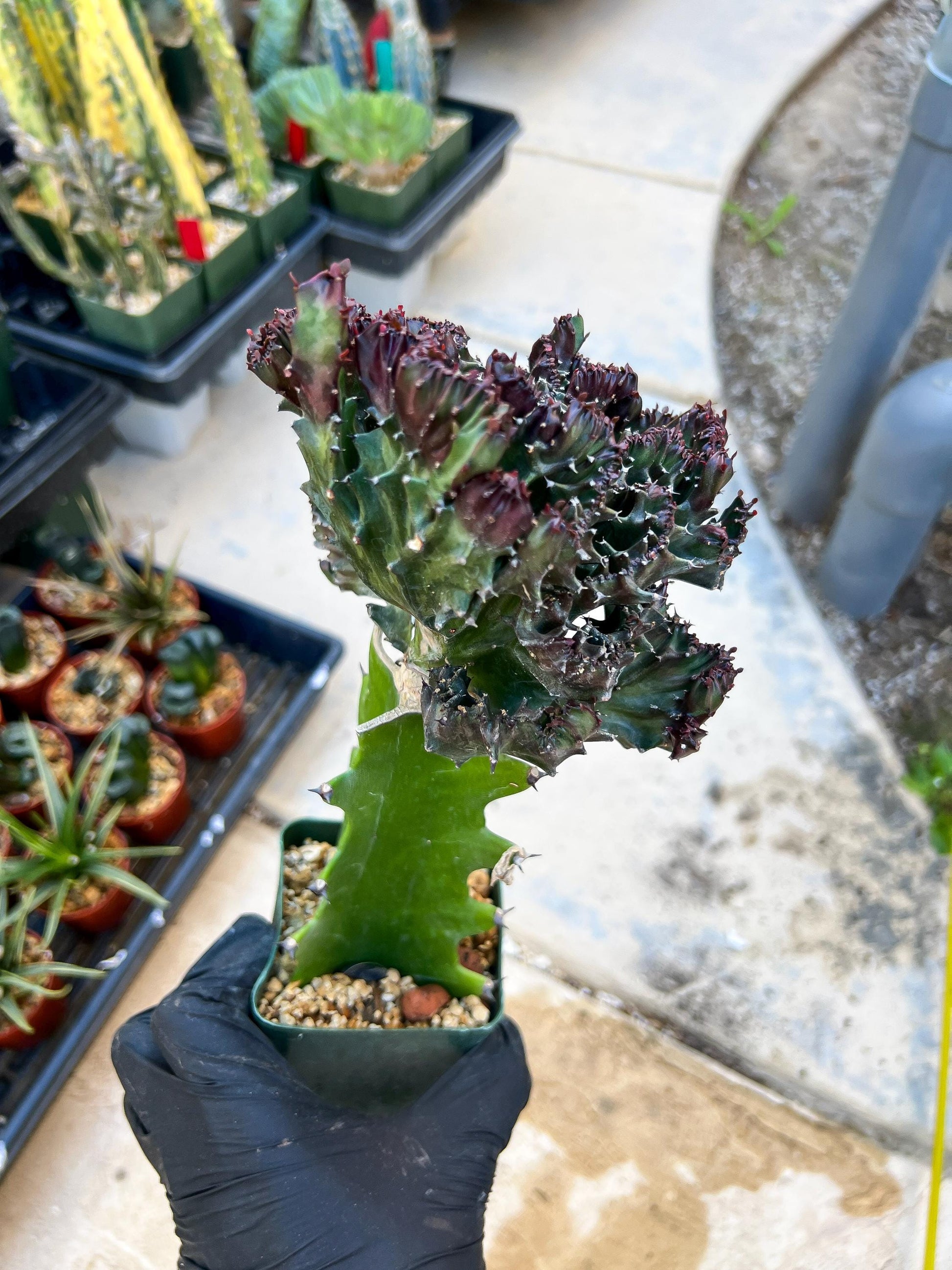 Lactea Crested Grafted Purple/Green | Imported | Mermaid Fin Plant