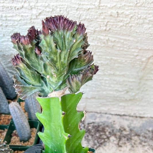 Lactea Crested Grafted Purple/Green | Imported | Mermaid Fin Plant