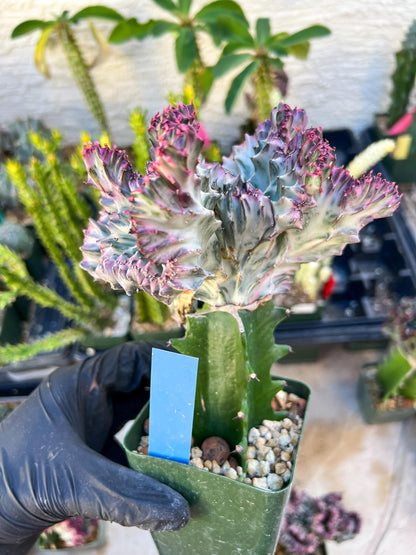 Large Lactea Crested Grafted (Blue) | You get the exact Plant!!!!