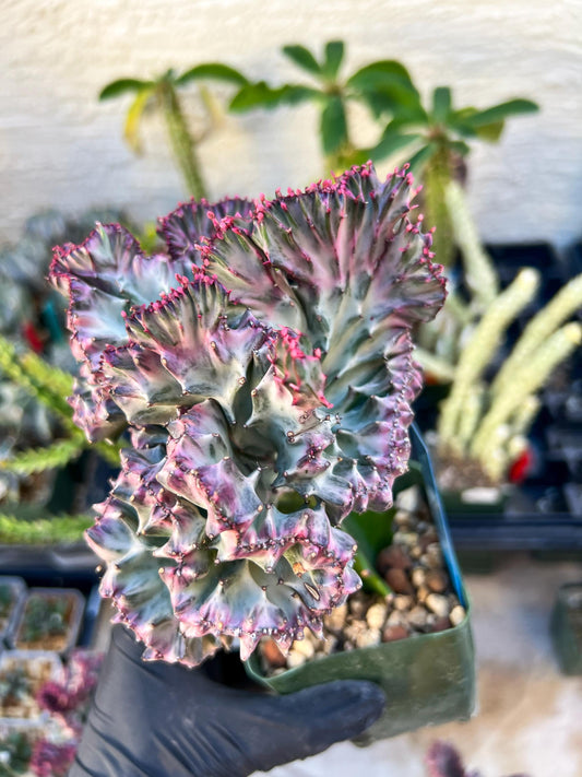 Large Lactea Crested Grafted (Blue) | You get the exact Plant!!!!