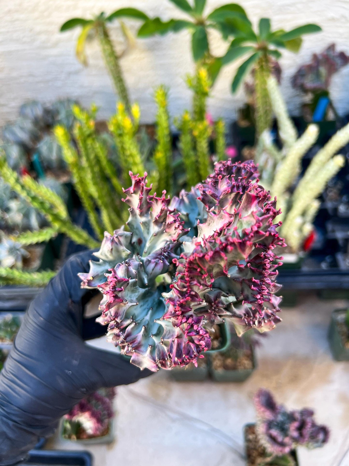 Large Lactea Crested Grafted (Green) | You get the exact Plant!!!!