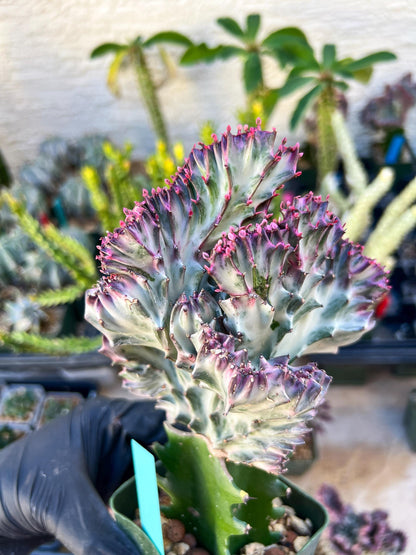 Large Lactea Crested Grafted (Green) | You get the exact Plant!!!!