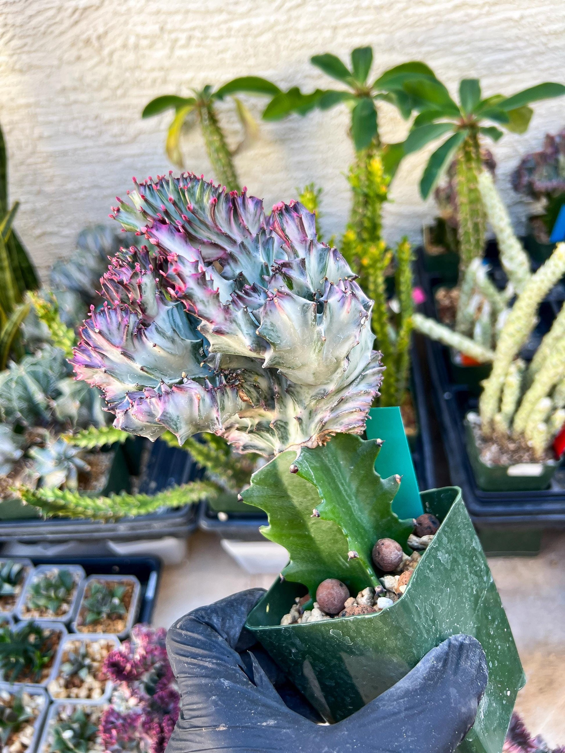 Large Lactea Crested Grafted (Green) | You get the exact Plant!!!!