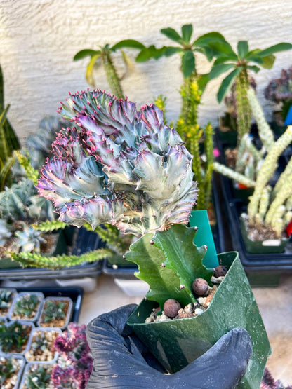Large Lactea Crested Grafted (Green) | You get the exact Plant!!!!