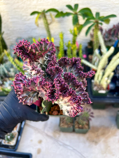 Euphorb Lactea Cristata (Pink) | Imported Cactus