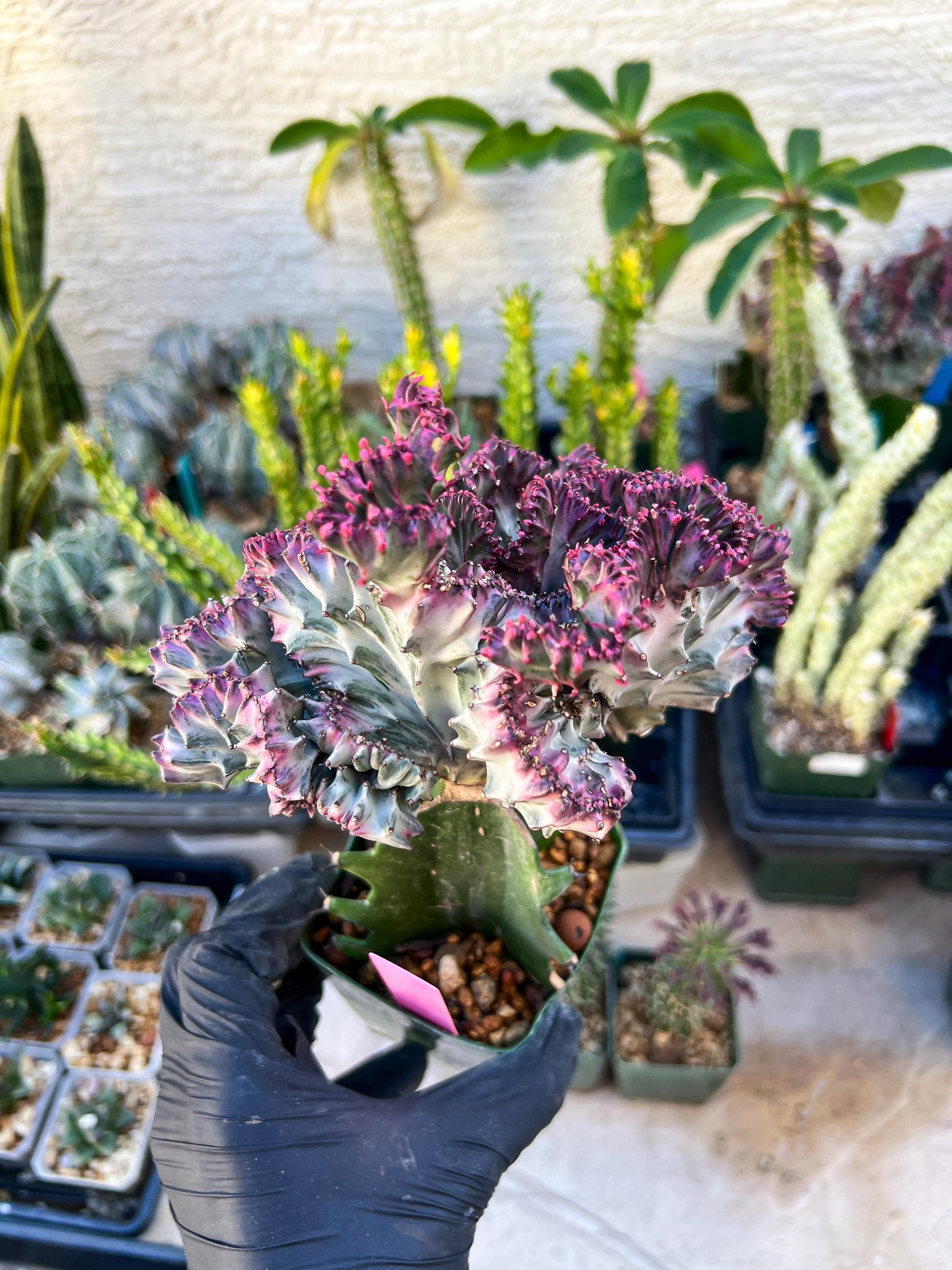 Euphorb Lactea Cristata (Pink) | Imported Cactus