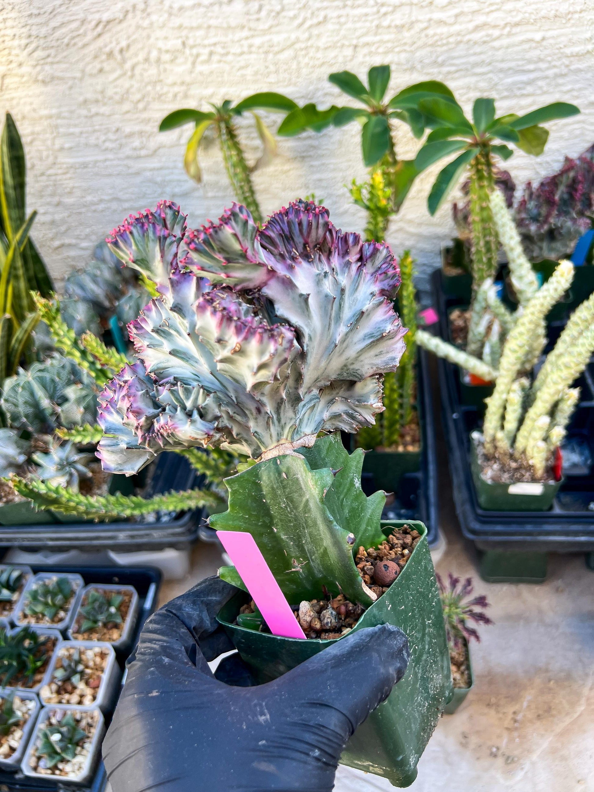 Euphorb Lactea Cristata (Pink) | Imported Cactus