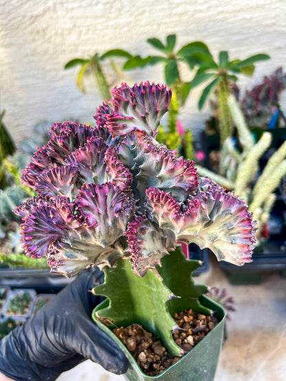 Euphorb Lactea Cristata (Pink) | Imported Cactus