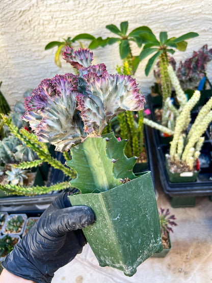 Euphorb Lactea Cristata (Pink) | Imported Cactus