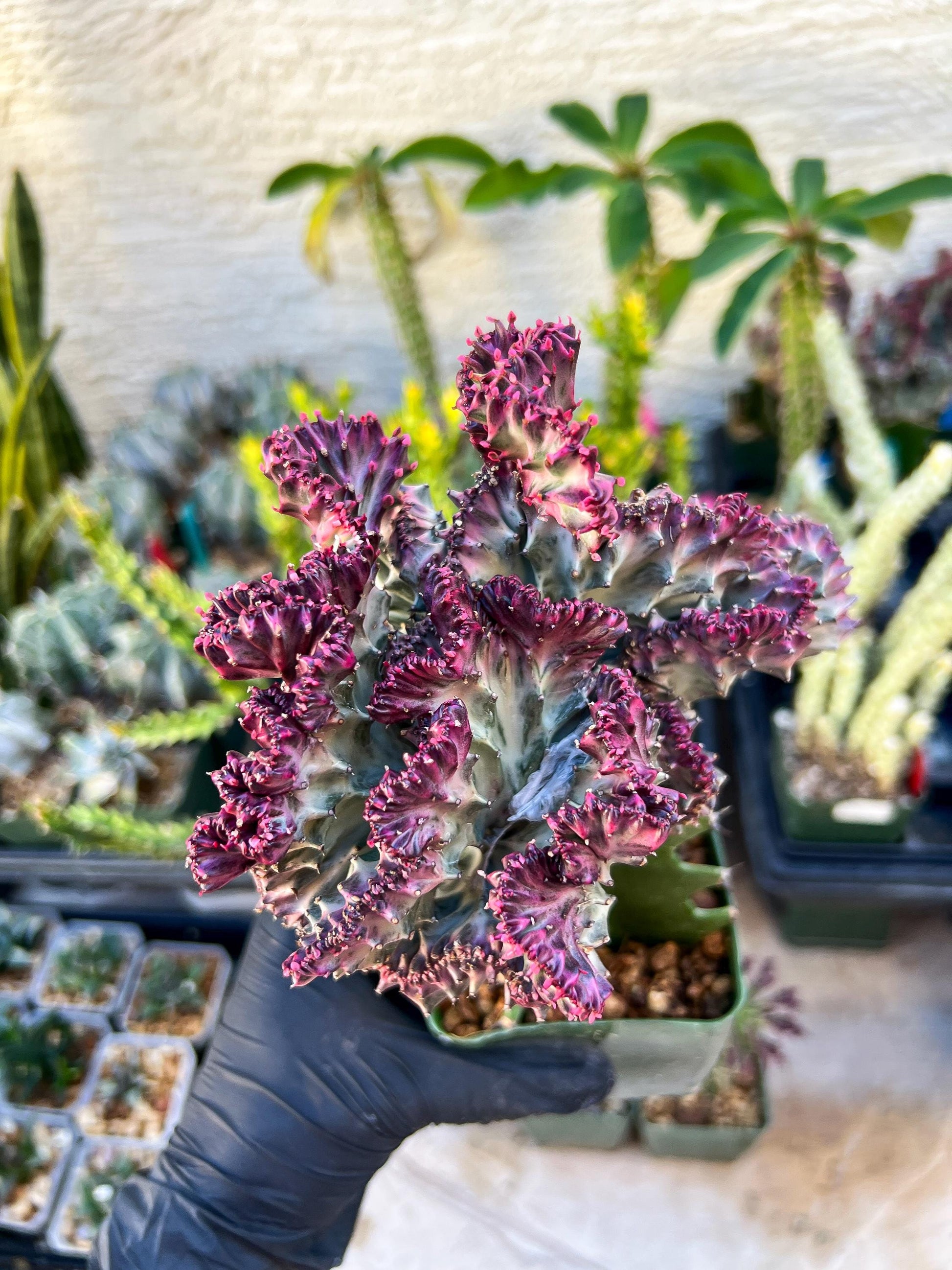 Euphorb Lactea Cristata (Pink) | Imported Cactus