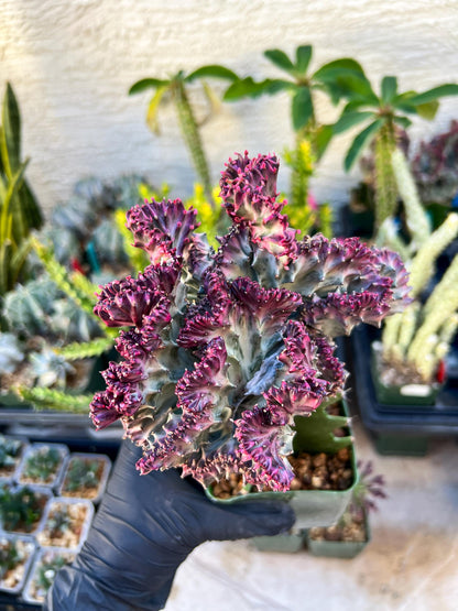 Euphorb Lactea Cristata (Pink) | Imported Cactus