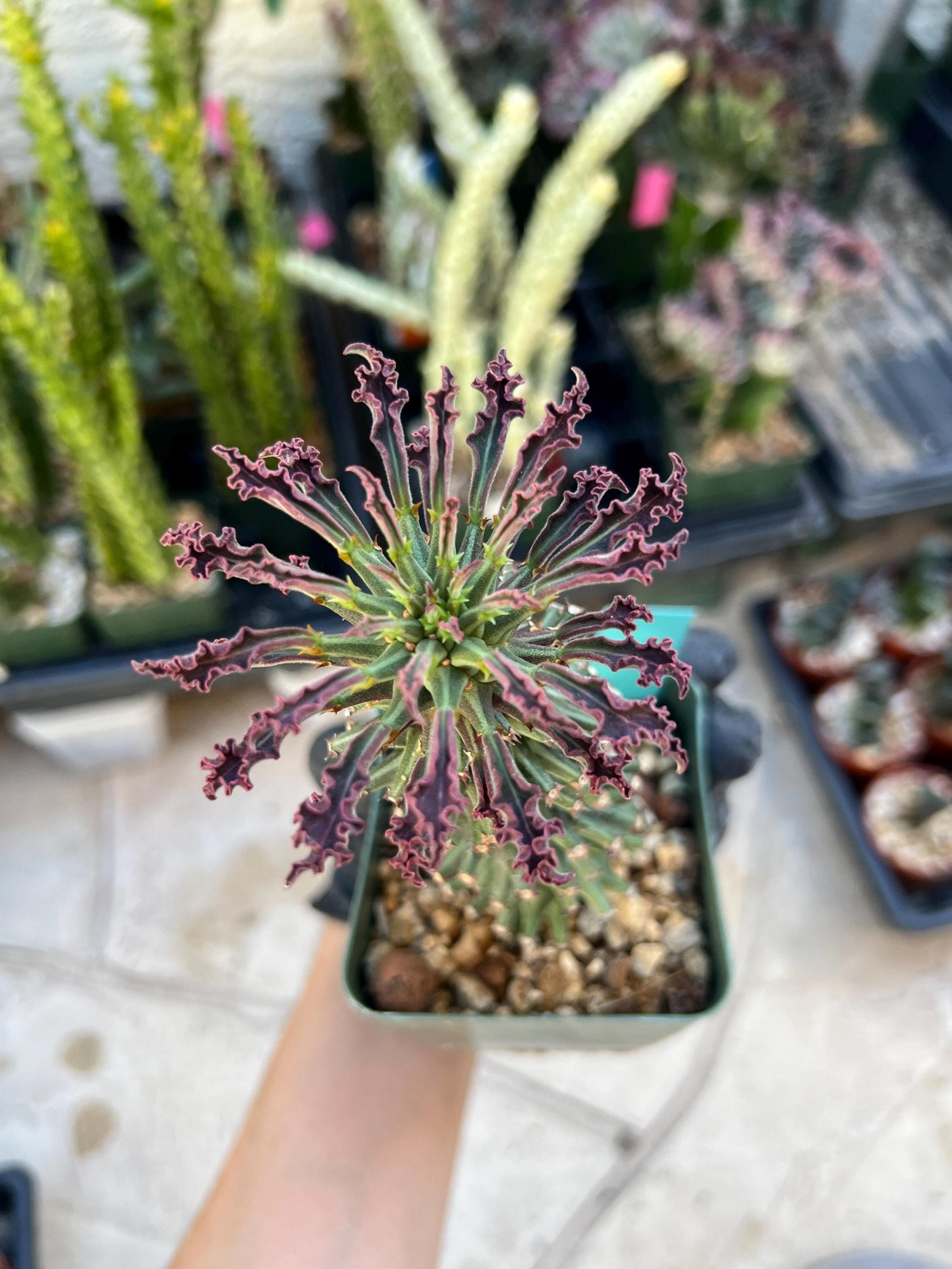 Monadenium Guentheri SM | Imported Cactus | Rare Succulent