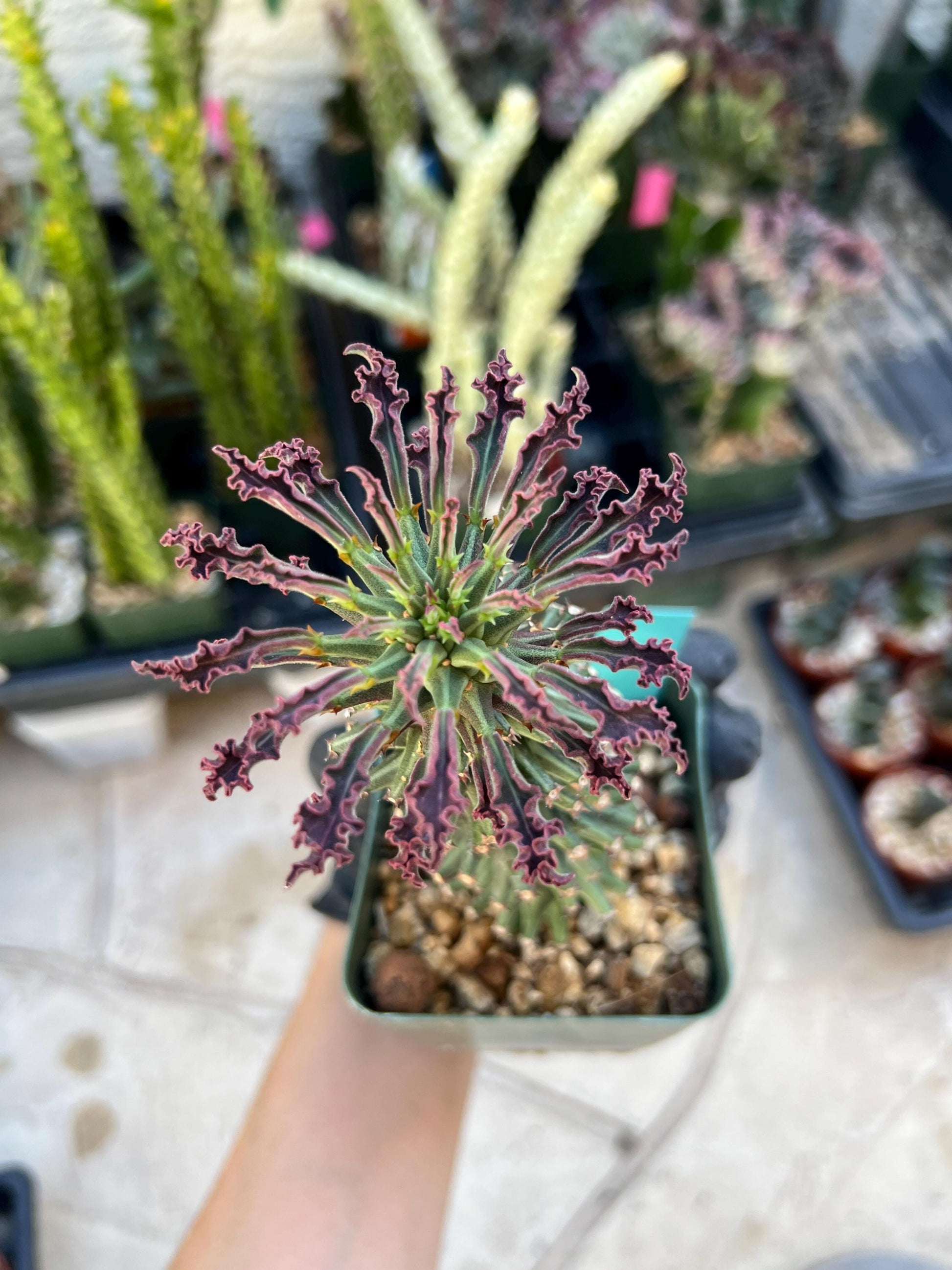 Monadenium Guentheri SM | Imported Cactus | Rare Succulent