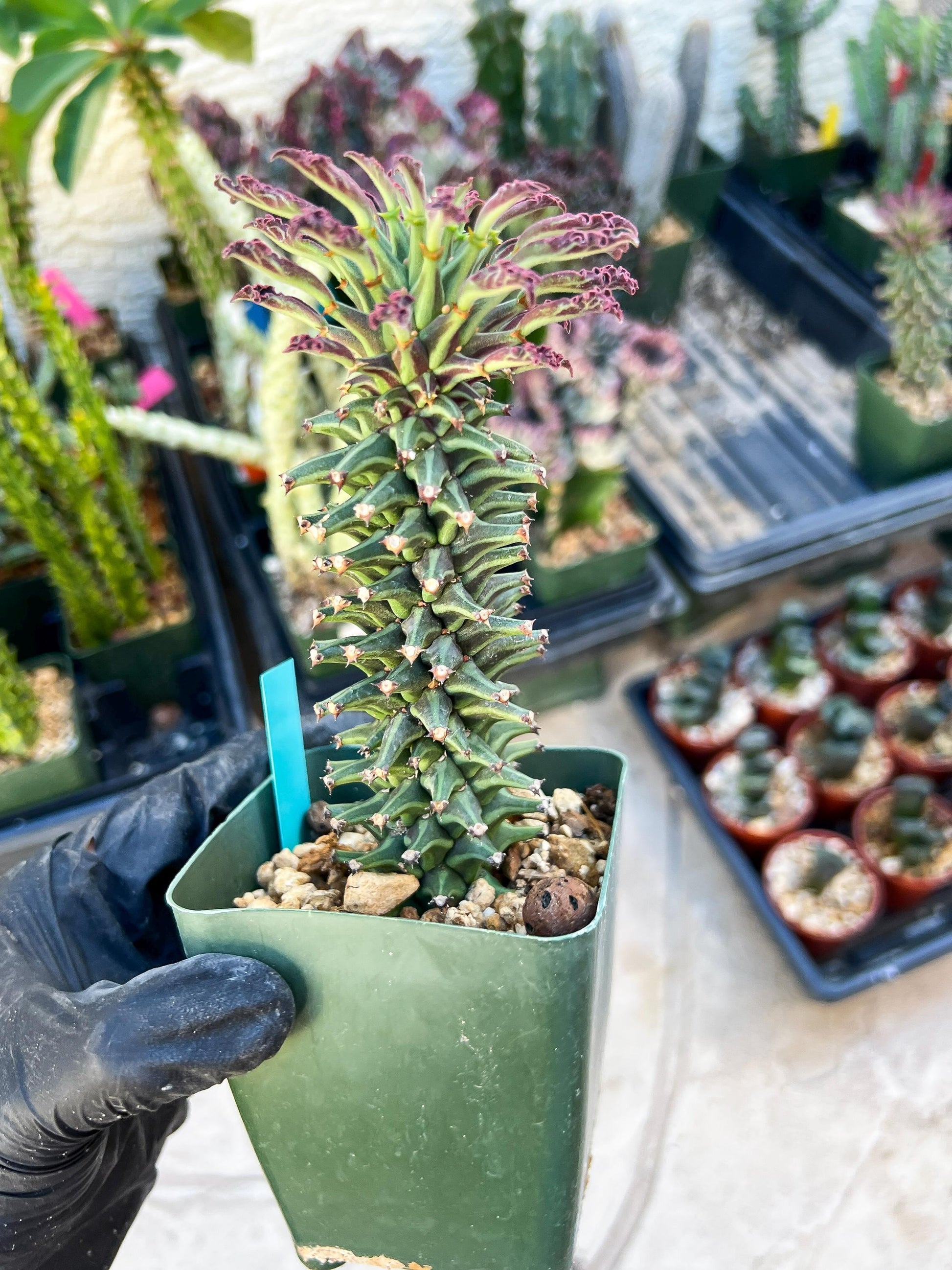 Monadenium Guentheri SM | Imported Cactus | Rare Succulent