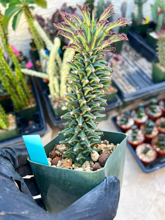 Monadenium Guentheri SM | Imported Cactus | Rare Succulent