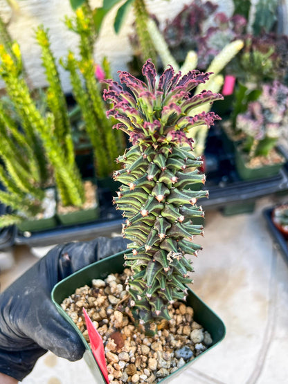 Monadenium Guentheri (SM-red) | Imported Cactus