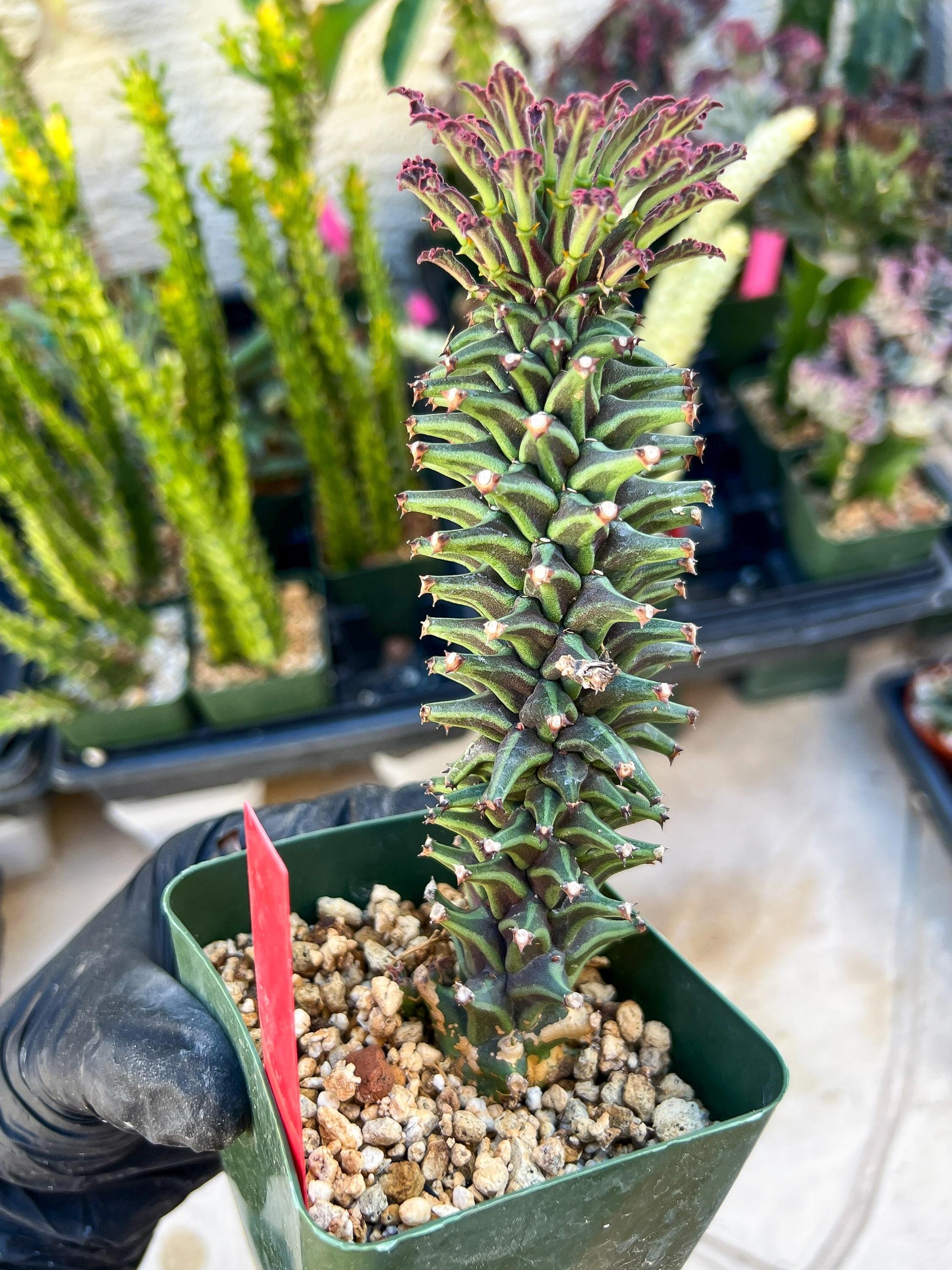 Monadenium Guentheri (SM-red) | Imported Cactus