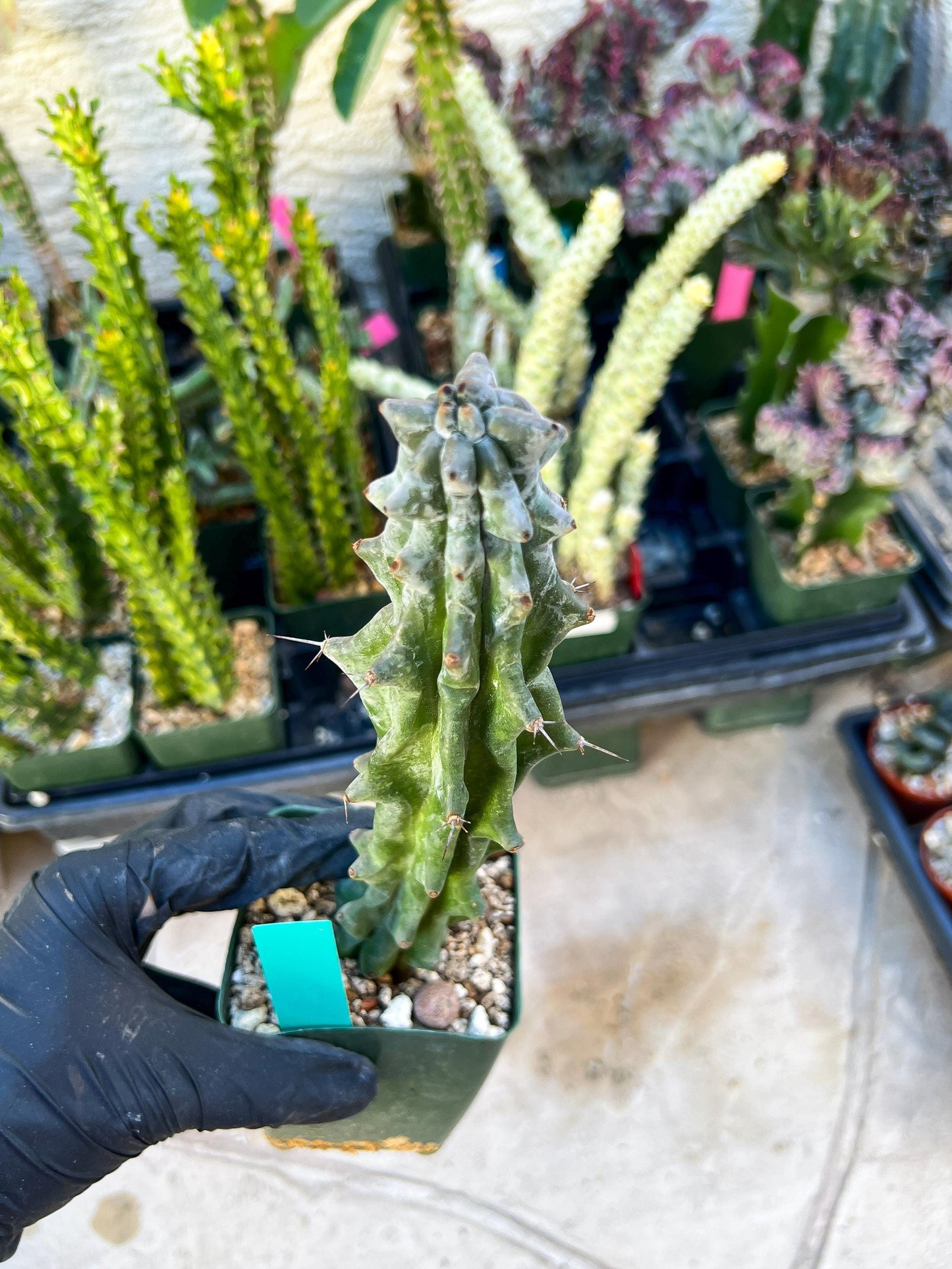 Stenocereus Beneckei | White Cactus | Rare Imported Plants