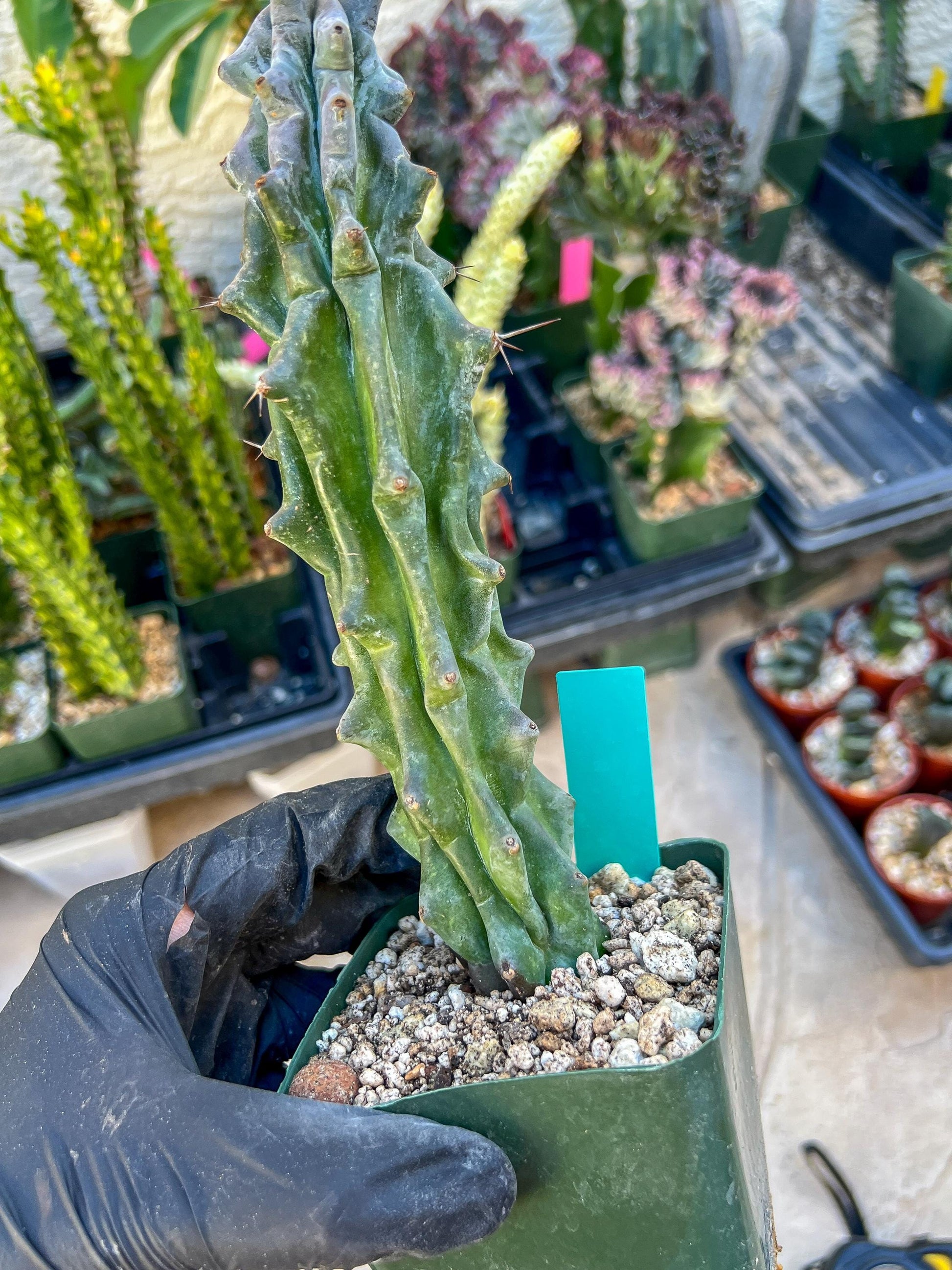 Stenocereus Beneckei | White Cactus | Rare Imported Plants