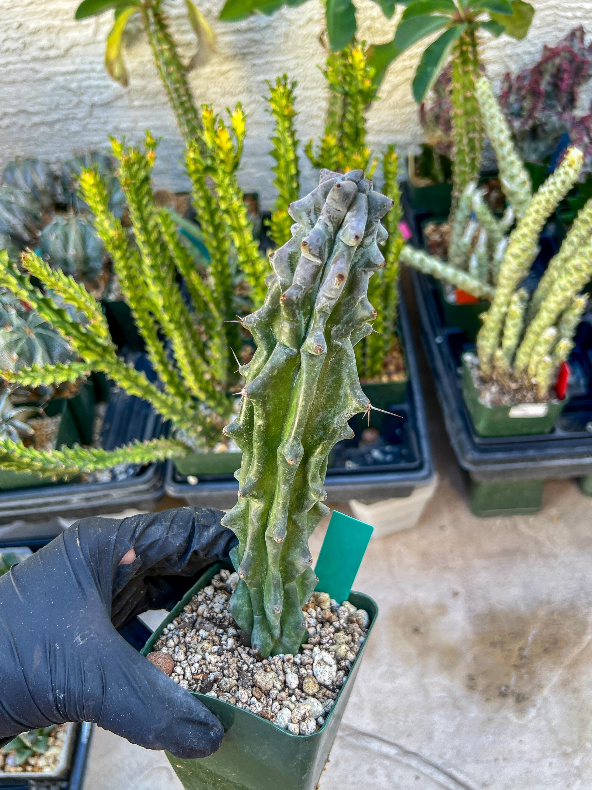 Stenocereus Beneckei | White Cactus | Rare Imported Plants