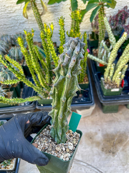 Stenocereus Beneckei | White Cactus | Rare Imported Plants