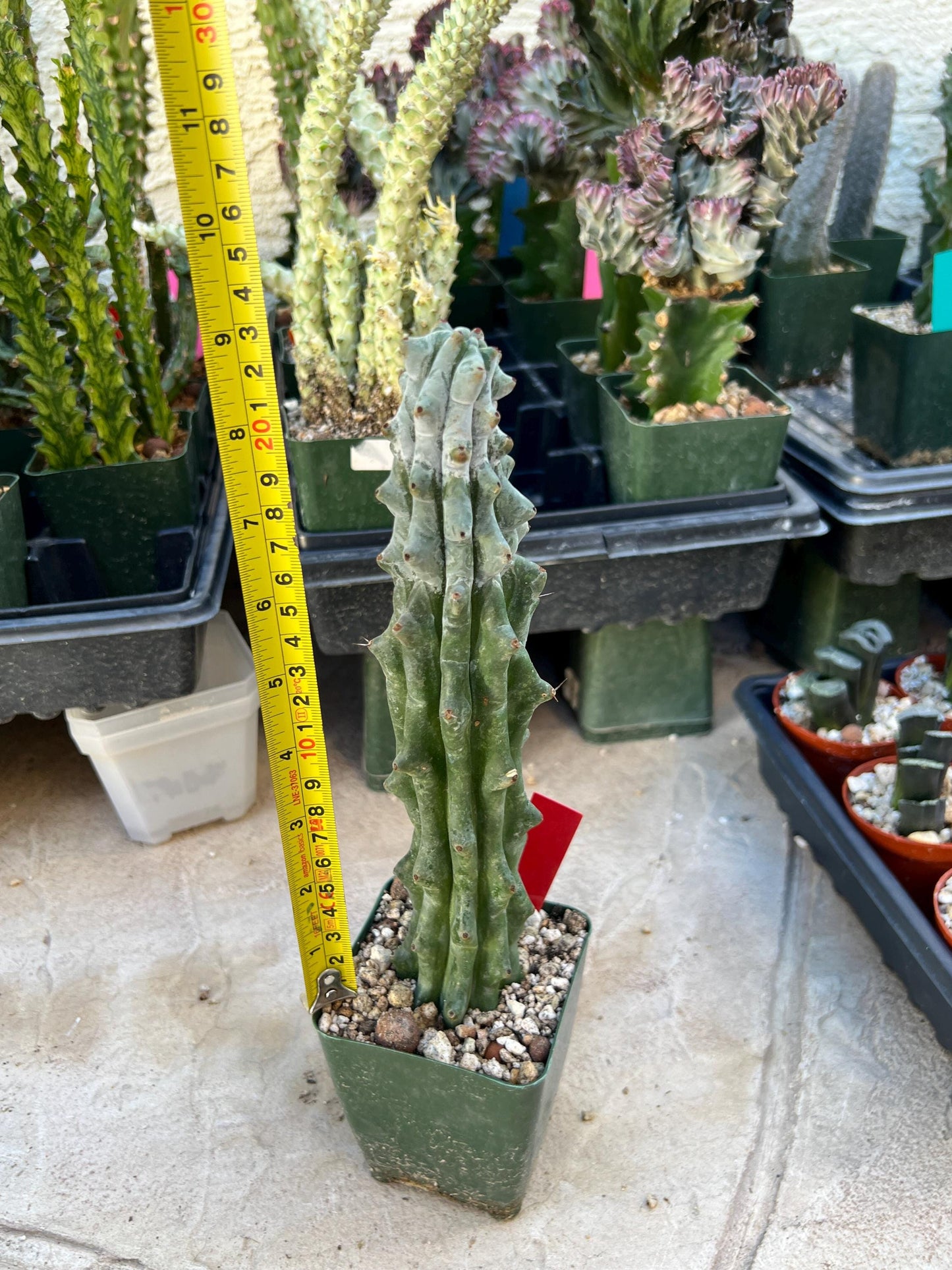 Stenocereus Beneckei (Red) | White Cactus