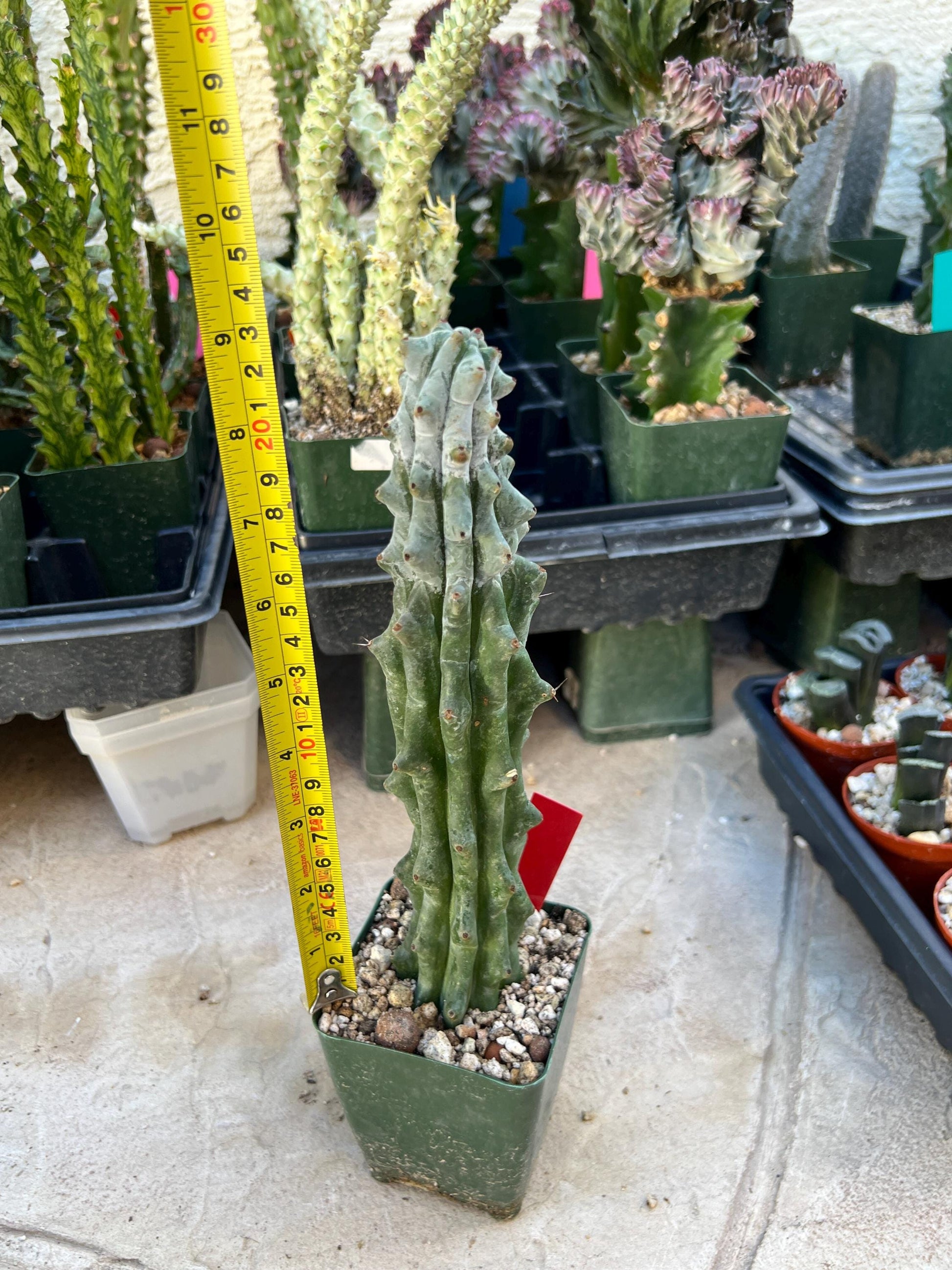 Stenocereus Beneckei (Red) | White Cactus