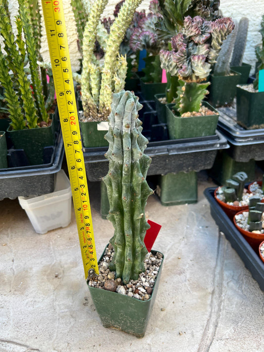 Stenocereus Beneckei (Red) | White Cactus
