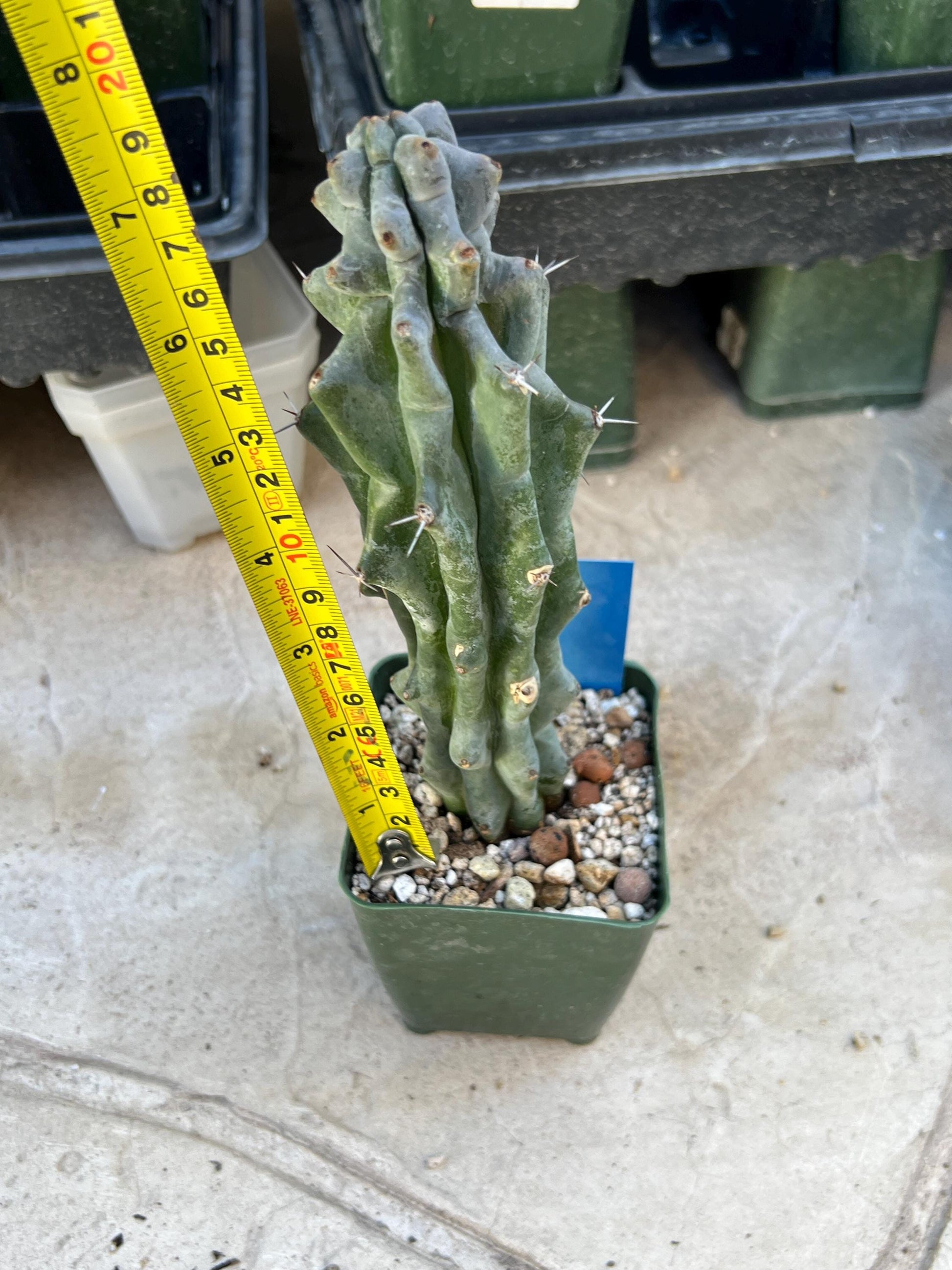 Stenocereus Beneckei (Blue) | White Cactus