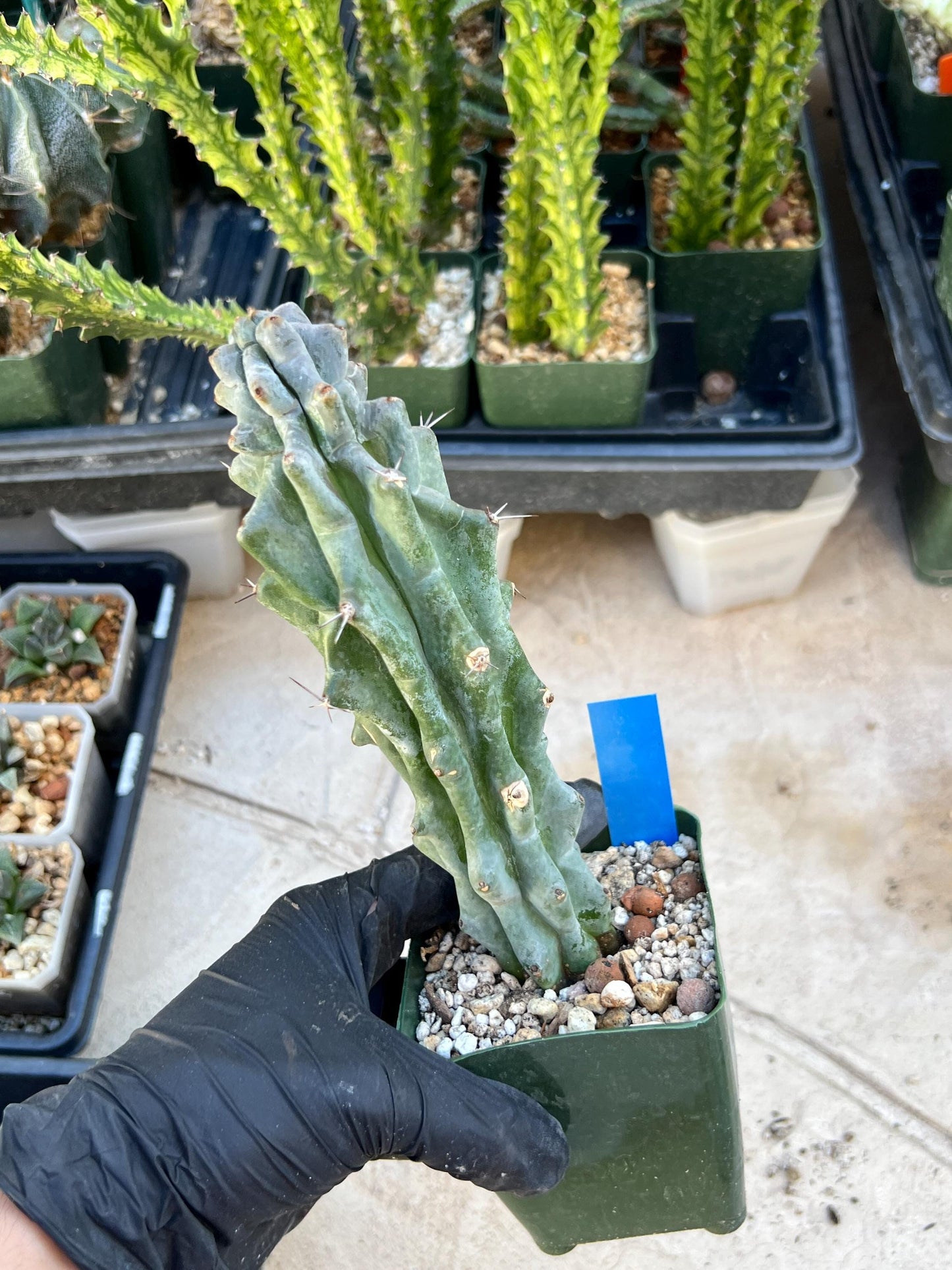 Stenocereus Beneckei (Blue) | White Cactus