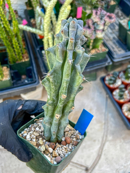 Stenocereus Beneckei (Blue) | White Cactus