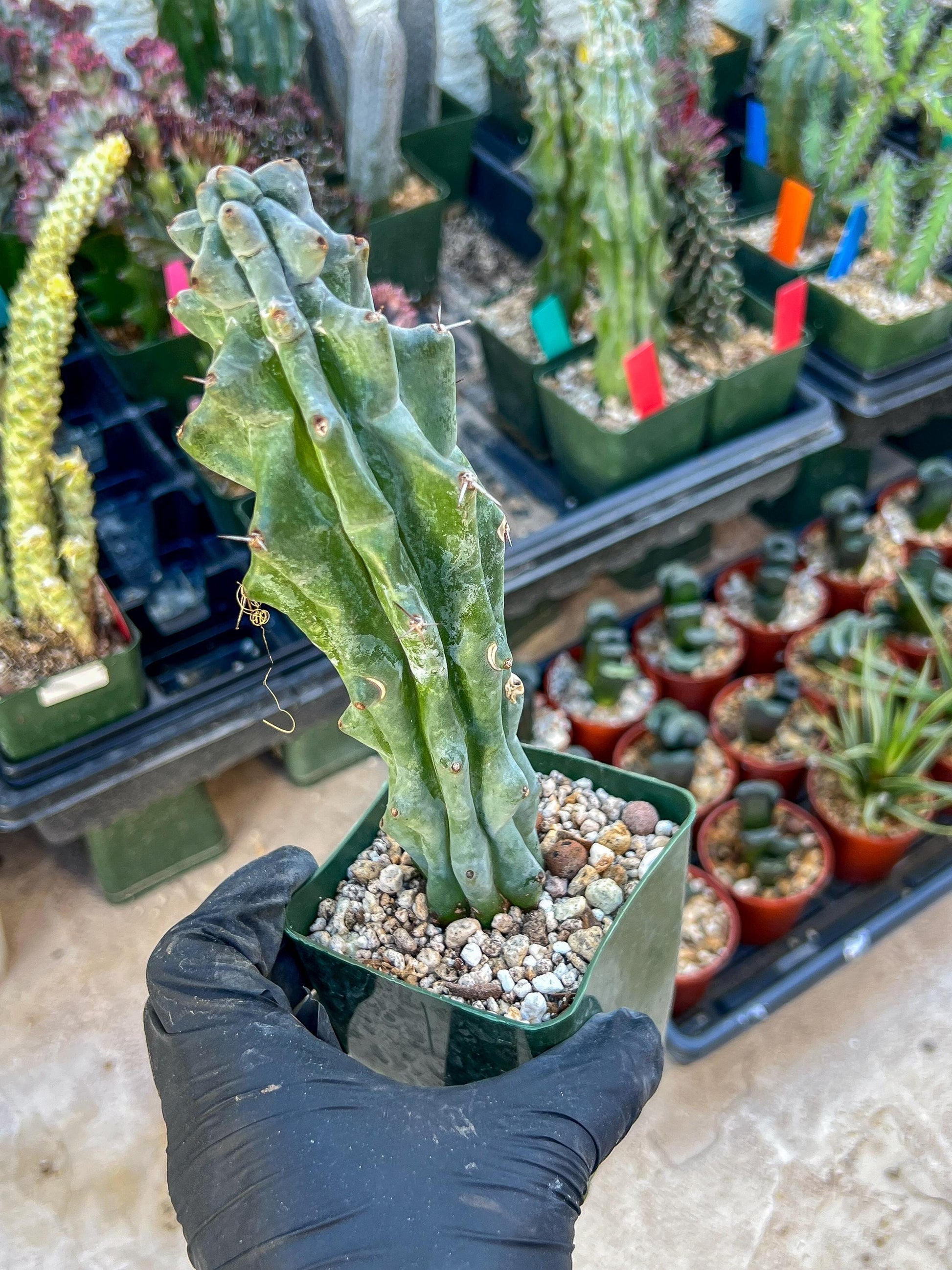 Stenocereus Beneckei (Blue) | White Cactus