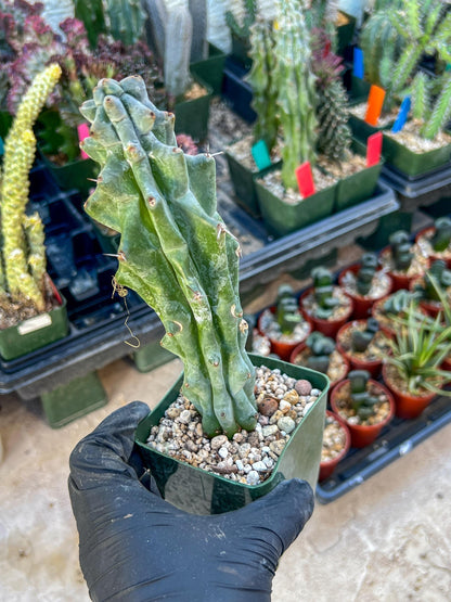 Stenocereus Beneckei (Blue) | White Cactus