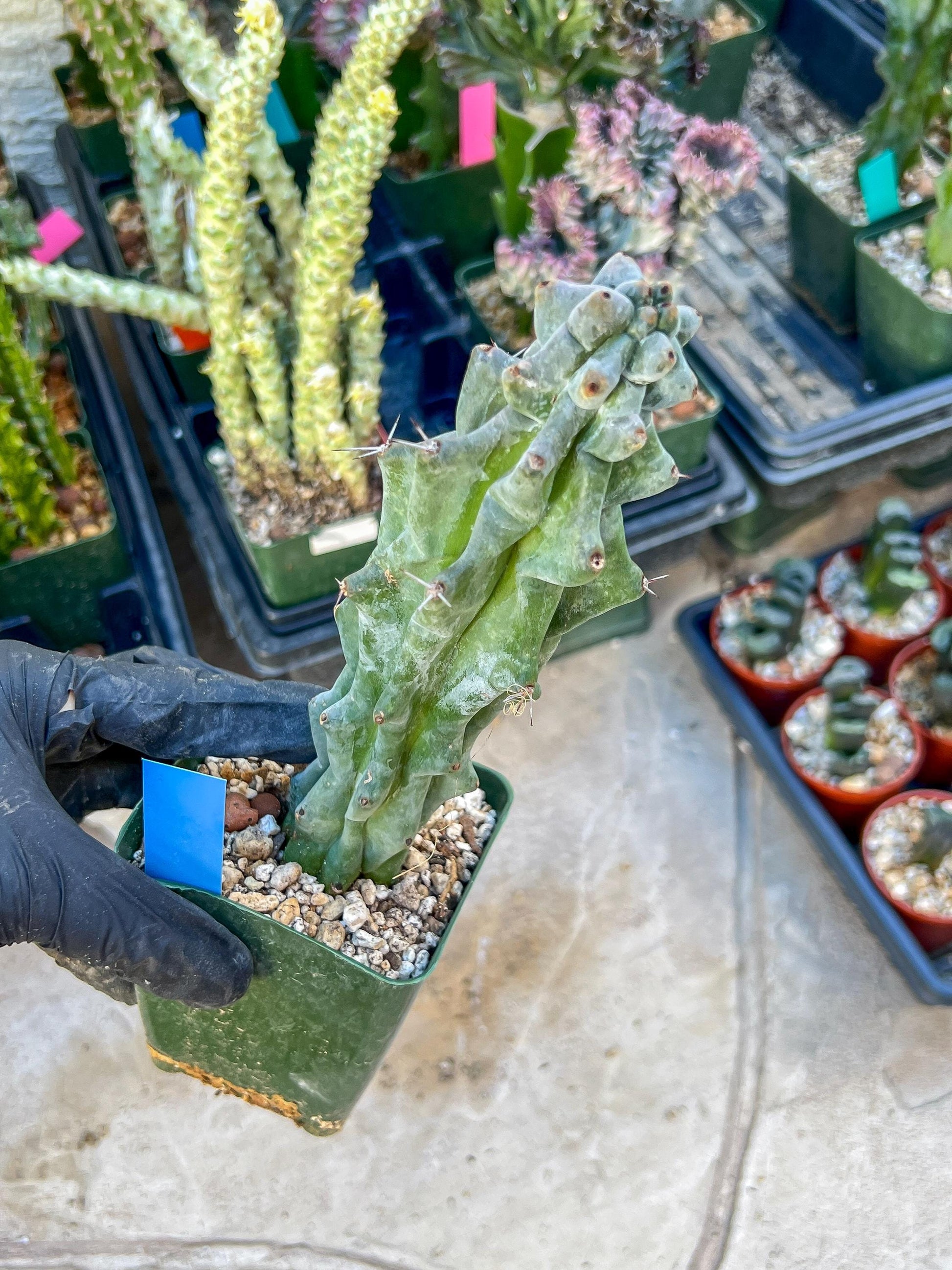 Stenocereus Beneckei (Blue) | White Cactus