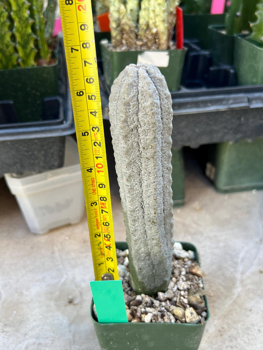 imported Euphorb, Abdelkuri Grey (Green)