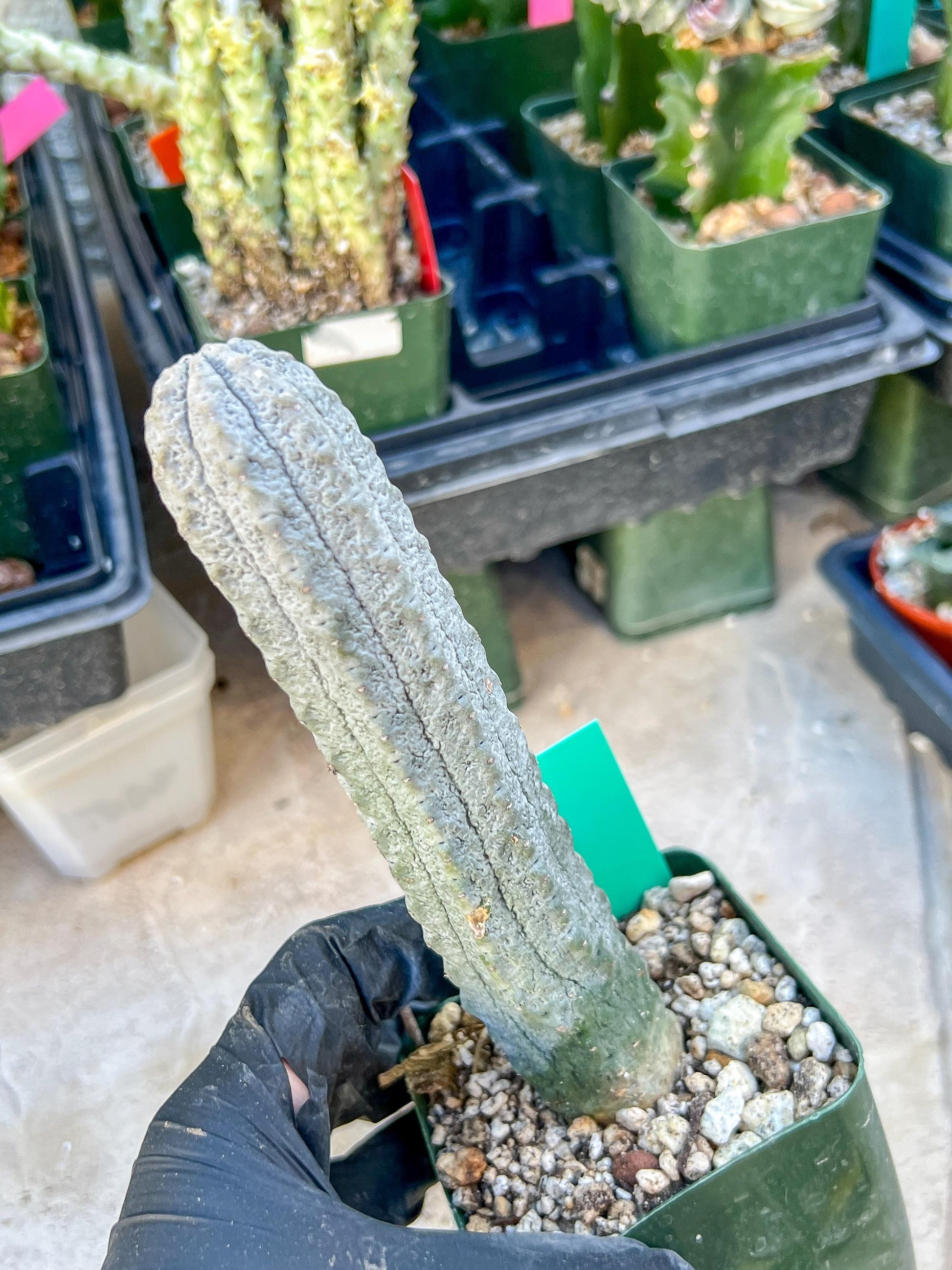 imported Euphorb, Abdelkuri Grey (Green)