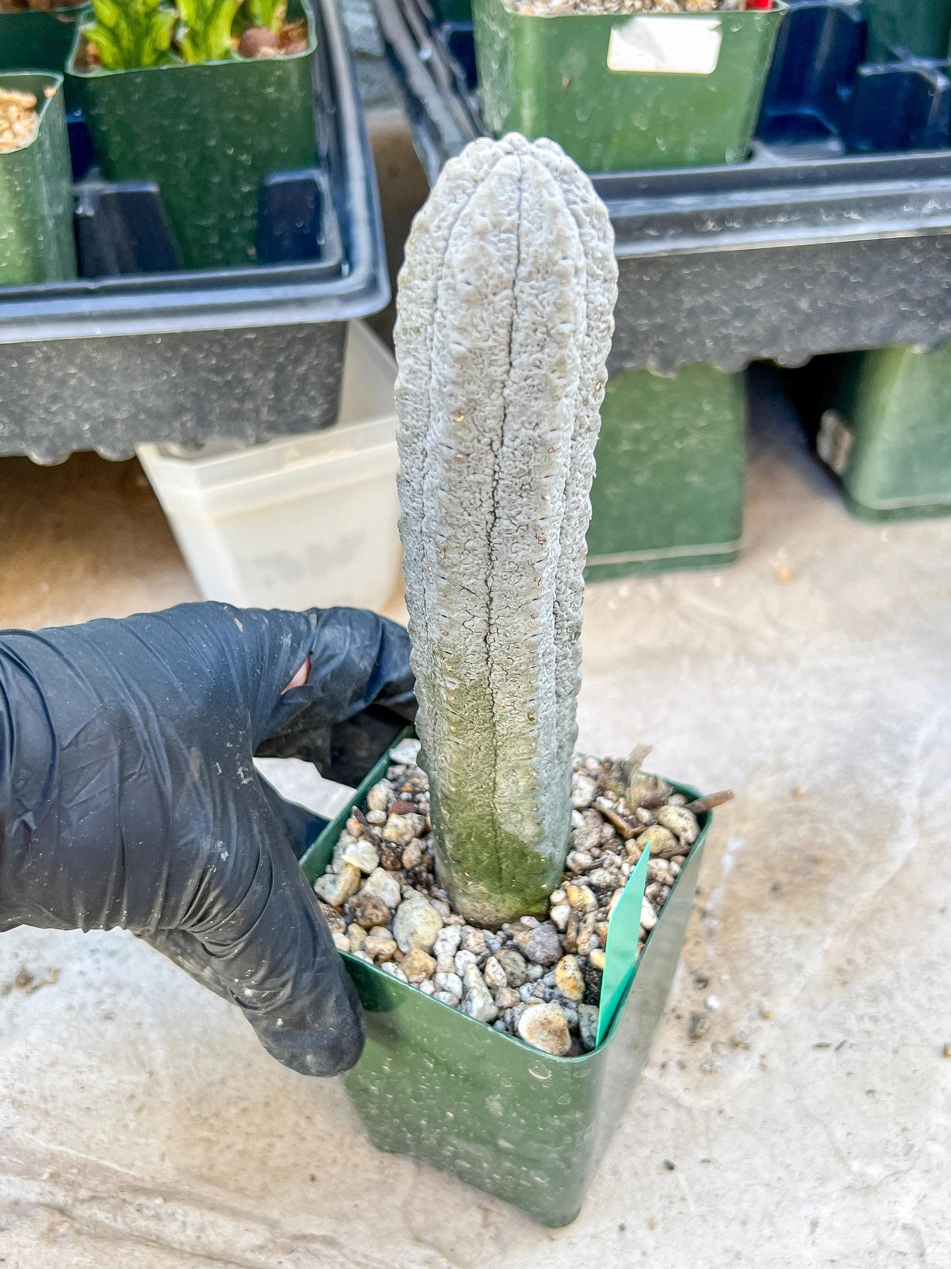 imported Euphorb, Abdelkuri Grey (Green)