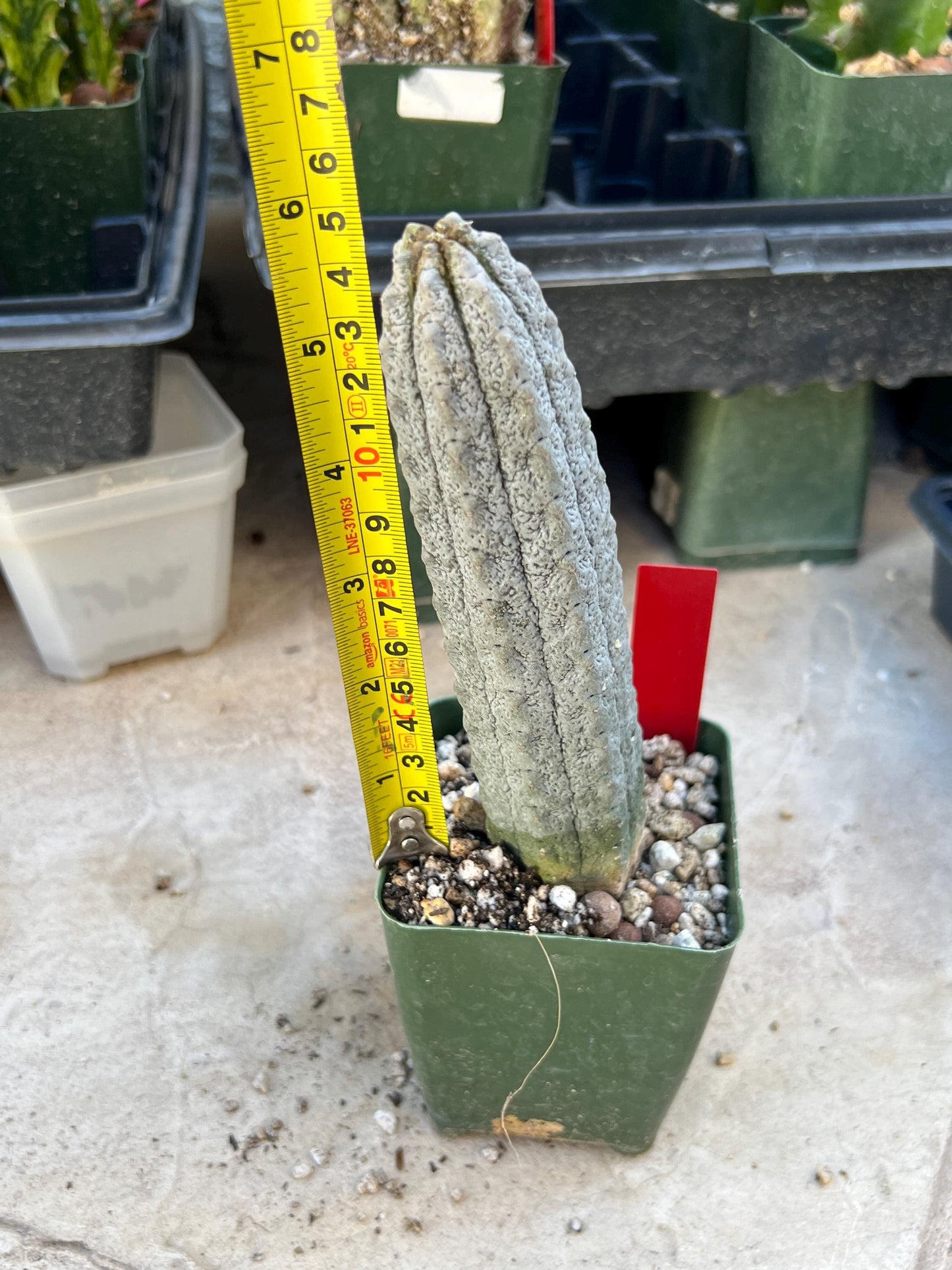 Rare Euphorb, Abdelkuri Grey (Red)