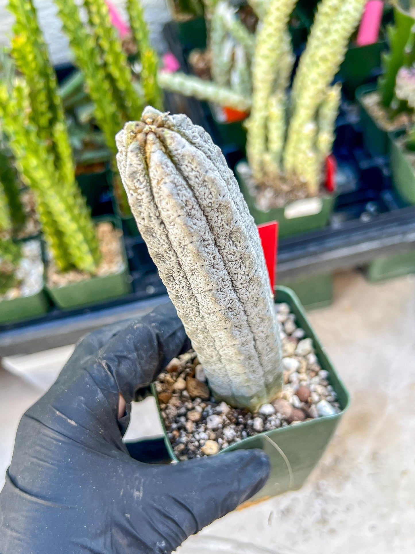 Rare Euphorb, Abdelkuri Grey (Red)