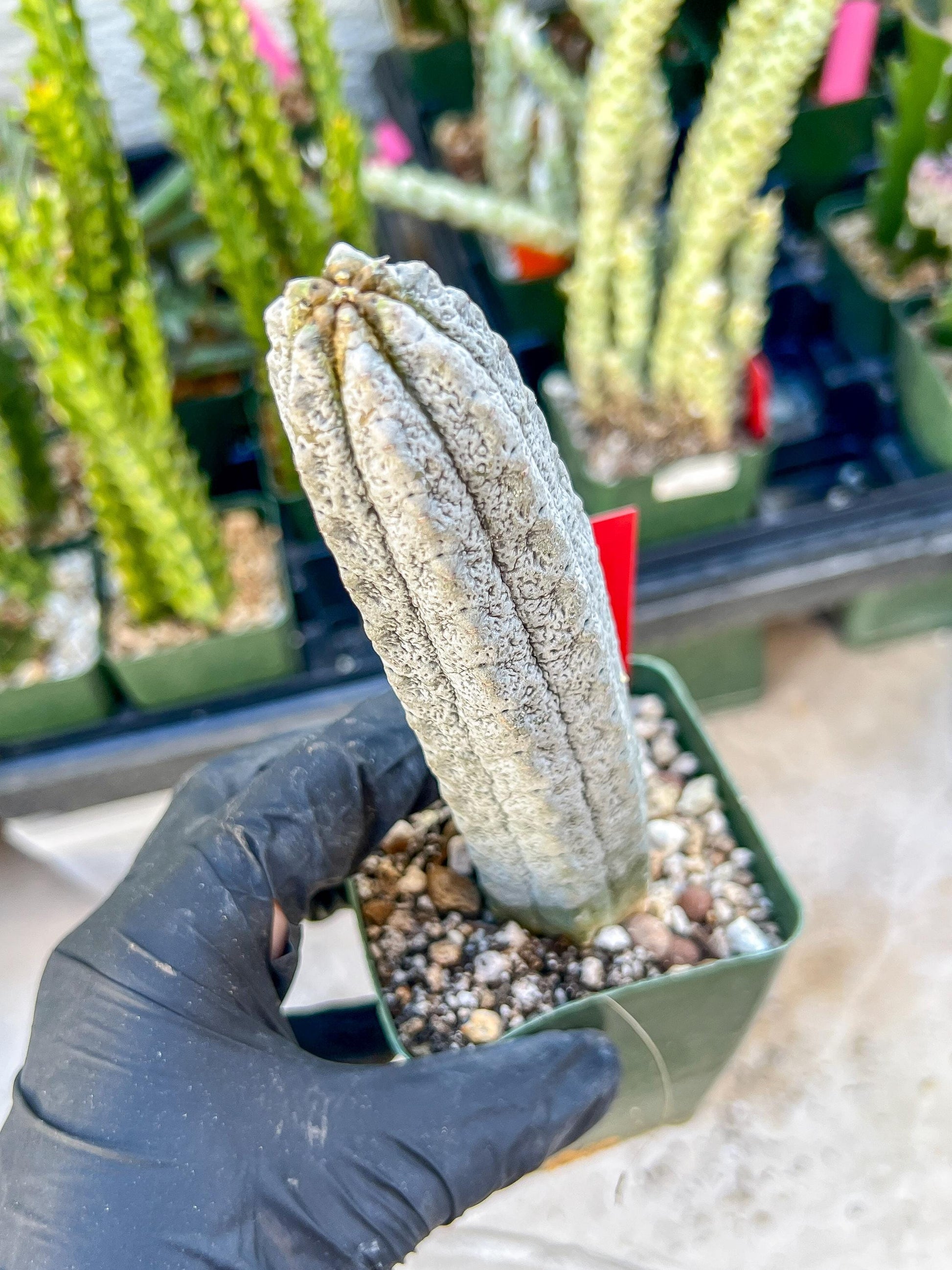 Rare Euphorb, Abdelkuri Grey (Red)