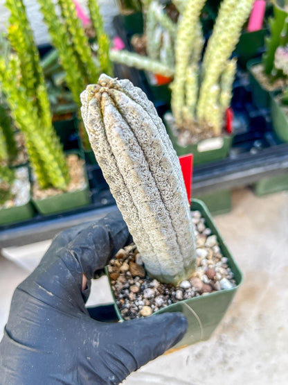 Rare Euphorb, Abdelkuri Grey (Red)